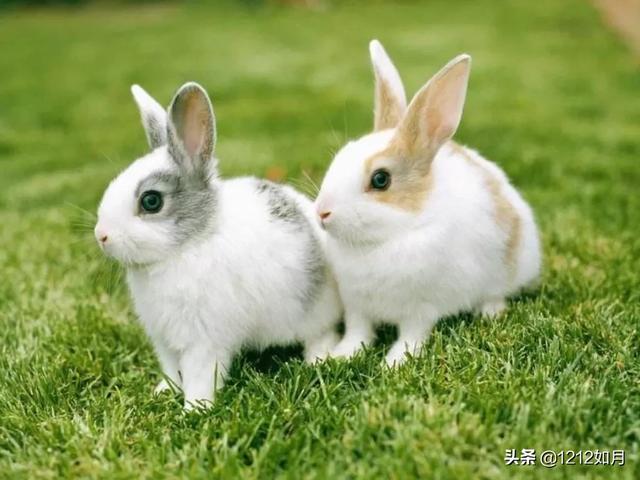 宠物兔一般寿命（宠物兔寿命能活多久）