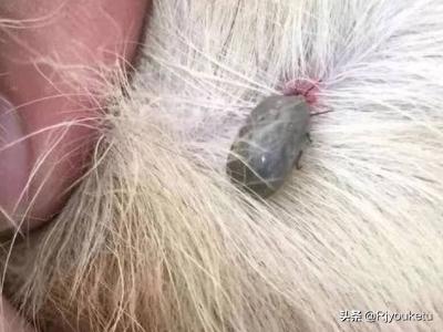农村狗身上有蜱虫怎么办（狗身上有蜱虫还能养吗）