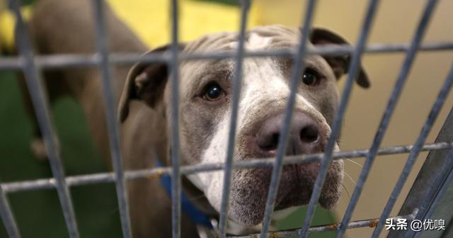 宠物狗领养注意事项（狗狗领养须知）