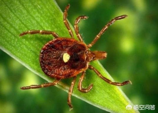 怎么知道人身上有没有蜱虫（怎么才能知道身上有没有蜱虫）