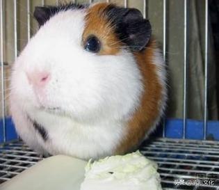 荷兰猪公母分辨图 最佳（荷兰猪公母图片说明）