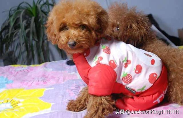 寻狗启示有用吗（寻狗启示有法律效应吗）