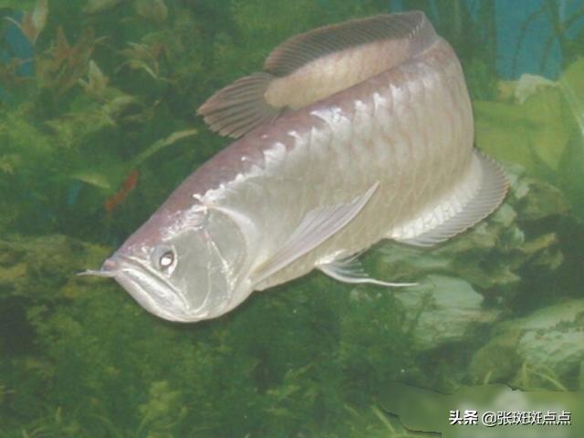 新手怎么养银龙鱼（新手养银龙鱼的注意事项）