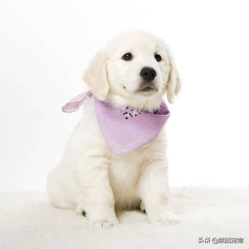 宠物狗呢子衣服（狗子的衣服用什么洗）