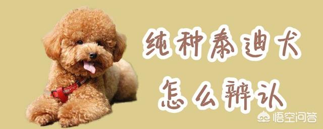 纯种泰迪犬视频欣赏（纯种泰迪犬特征）