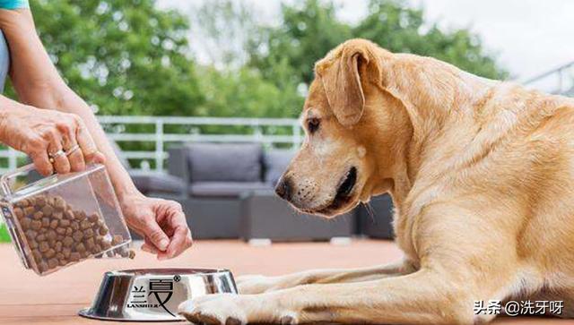国产毒狗粮名单（知名毒狗粮）