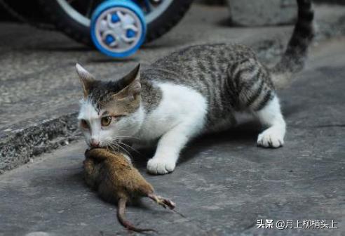 猫叫声播放吓老鼠mp3（猫叫声播放吓老鼠录音在线听）