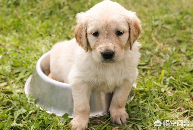 金毛狗狗吃饭视频（金毛狗狗吃饭视频播放）