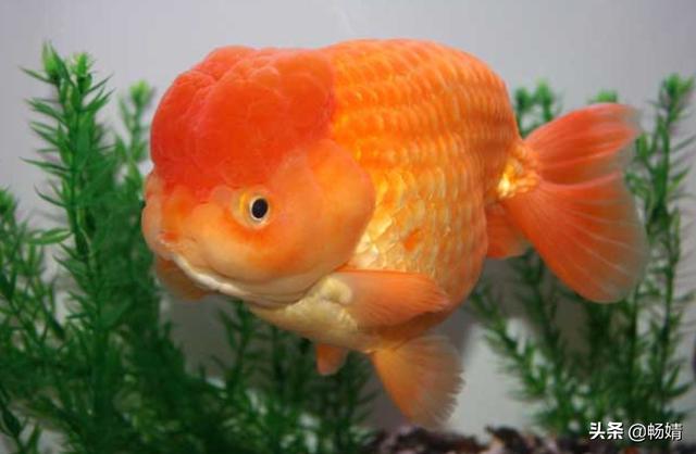 草金鱼身上长白点怎么办（草金鱼身上有白霜怎么治）