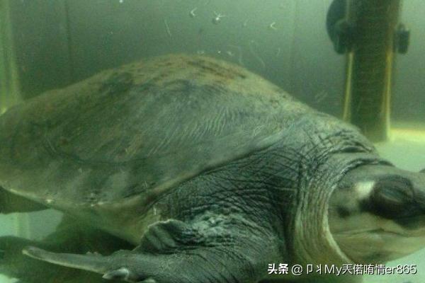 猪鼻龟现在可以饲养了吗（猪鼻龟好养活吗）