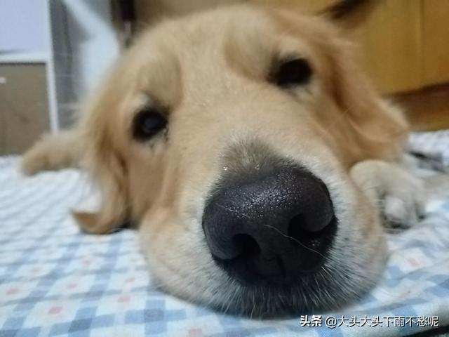 金毛寻回犬体重（金毛寻回犬的身高）