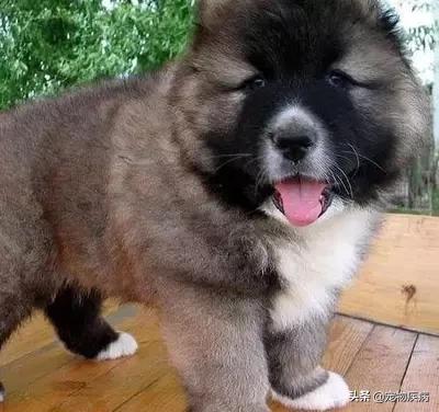 巨型中亚高狼犬视频（中亚犬大还是高狼犬大）