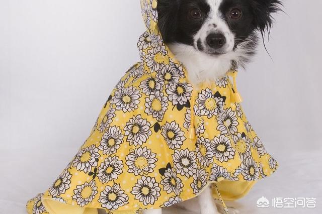 狗狗衣服制作图解（狗狗衣服制作过程图解简单）