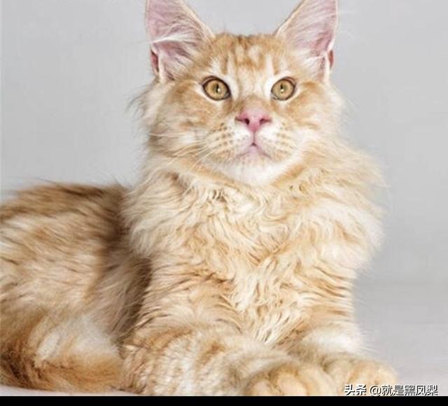 有多少种宠物猫（宠物猫大约有多少种）