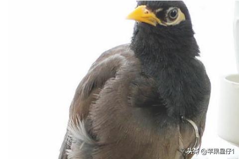 精品鹩哥说话视频（鹩哥说话视频连续播放）