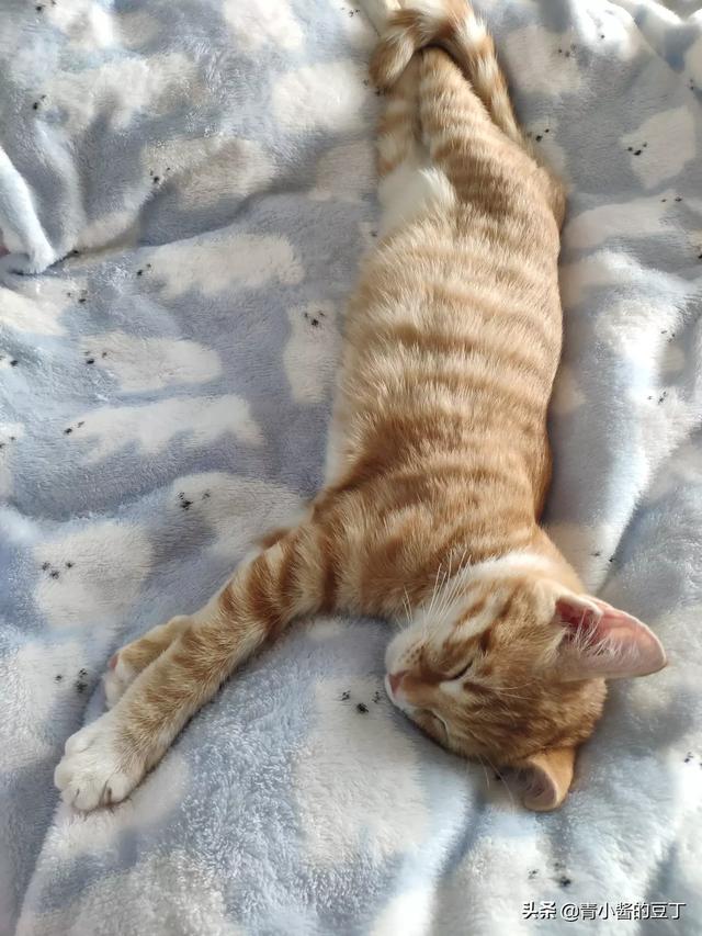 领养猫需要什么手续