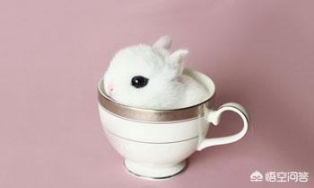 兔子品种介绍图片大全（兔子品种介绍图片大全大图）