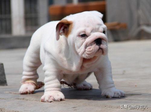 宠物狗英国斗牛犬（英国斗牛犬优点和缺点）