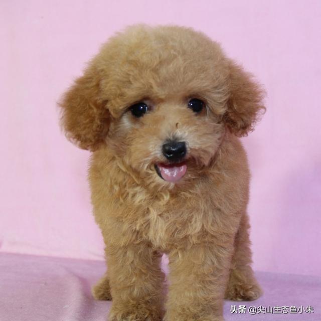 泰迪犬视频搞笑优酷（泰迪犬视频大全搞笑）