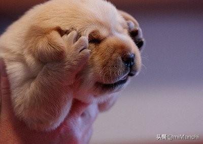 狗狗吃巧克力没事（狗狗吃巧克力没事会对以后造成影响吗）