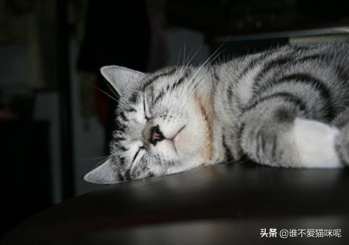 猫咪尿频尿少吃什么药（猫咪尿频量少）