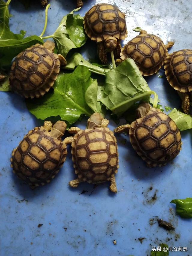 养豹纹陆龟多大的好养（2021年养豹纹陆龟合法么）
