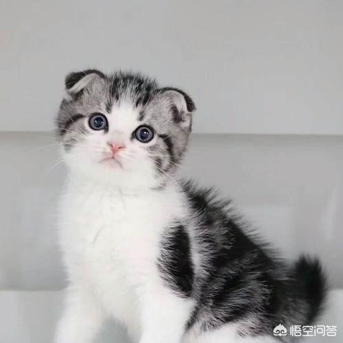 折耳猫3岁了还会发病么（折耳猫会不会长大了就不折了）