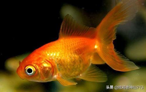 金鱼的记忆图片（金鱼的记忆图片真实）