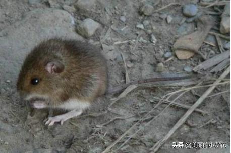 老鼠最讨厌什么（老鼠最讨厌什么气味）