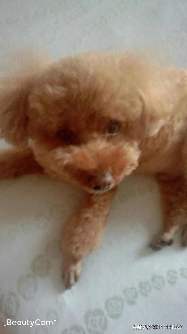 哪里的宠物狗便宜（哪里买宠物狗比较放心还便宜）