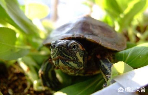 巴西龟可以长多大（巴西龟长多大开始产蛋）