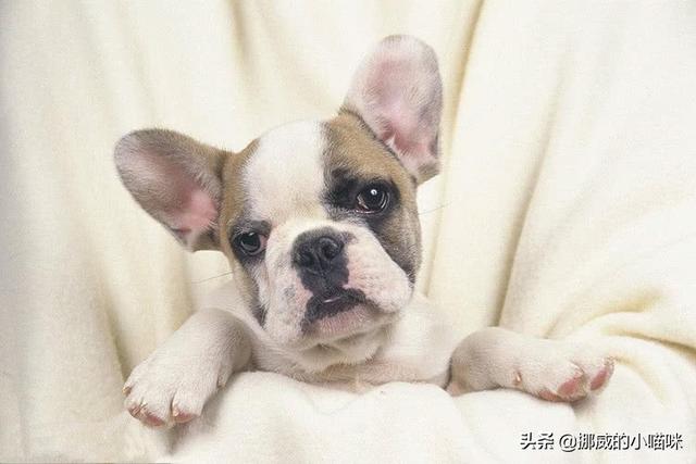 狗拉肚子是什么原因（狗拉肚子是什么原因造成的）