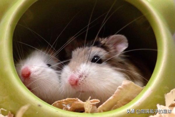 仓鼠怀孕症状（仓鼠怀孕有什么迹象）