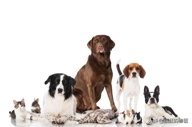 狗猫图片大全大图高清（狗,猫图片）