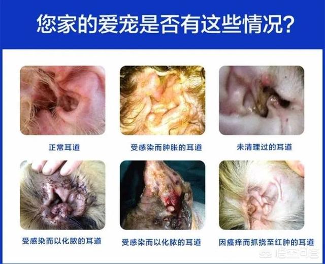 狗狗长耳螨的症状图片（狗狗长耳螨会怎么样）