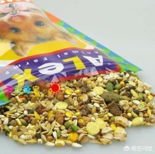 养仓鼠要注意啥（养仓鼠要注意哪些方面）