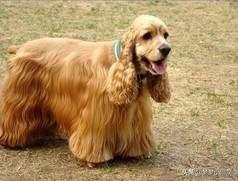 美卡犬适合养吗（美卡犬属于小型犬还是中型犬）