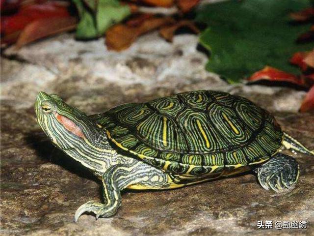 巴西龟放生到哪里最合适（巴西龟放生到哪里好）