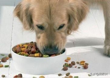 狗粮推荐品牌（狗粮品牌前十排名）