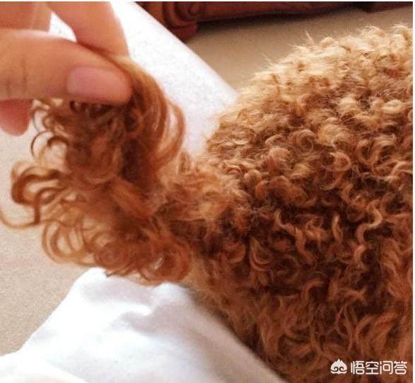 纯种泰迪的特征（纯种泰迪是什么样子）