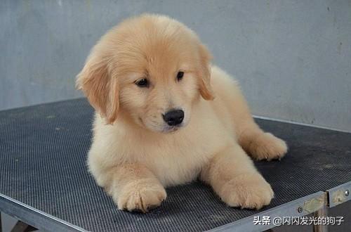 小狗感冒吃什么药最好（小狗感冒喂什么药）