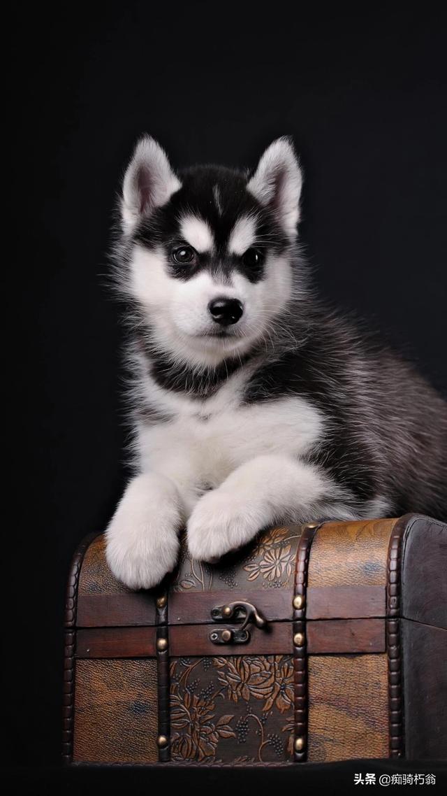 中国顶级土狗大黄（纯种中国大黄狗）