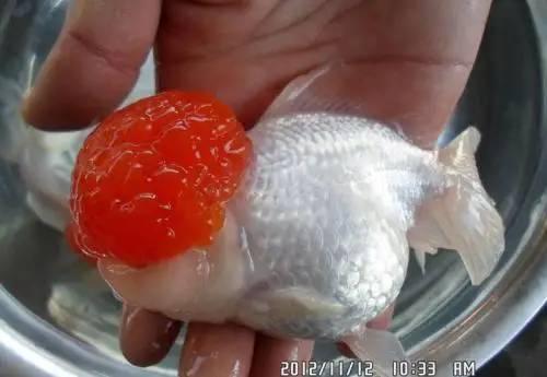 鹤顶红金鱼真难养啊（为什么鹤顶红金鱼浮在水面上）