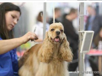 关于宠物美容服务的介绍（宠物美容的目的及意义）