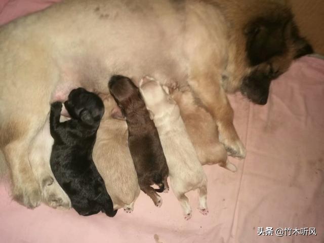 当狗的开始第1集（当狗的开始第1集电影）