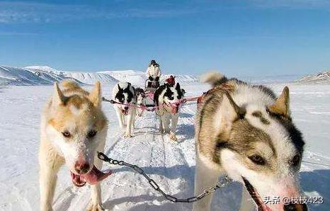 雪橇三傻搞笑视频（雪橇三傻表情包）