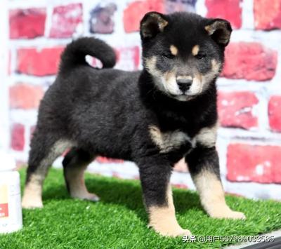 怎么把狗狗运到外地（怎么把狗狗运到外地回来）