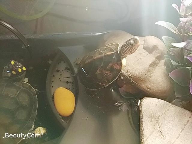 全球排名第一名最可爱的兔子