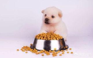 狗粮喂食标准（狗粮喂食标准是什么）