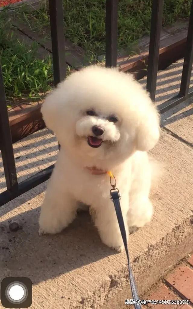 比泰迪好养的狗（比泰迪狗大的狗叫什么）